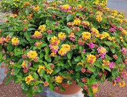 Landmark Sunrise Rose, Lantana Camara
Shutterstock.com
New York, NY