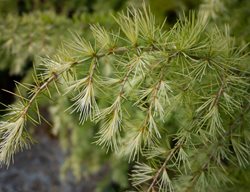 Larch Tree, Larix Laricina
Shutterstock.com
New York, NY