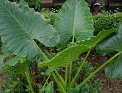 Large Alocasia Outdoors, Growing Alocasia Outdoors
Shutterstock.com
New York, NY