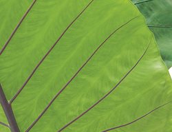 Large Elephant Ear, Alocasia Macrorrhiza Blackstem
Garden Design
Calimesa, CA