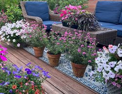 Large Flower Pots On Rooftop Deck
Garden Design
Calimesa, CA
