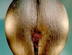 Largest Seed 
Garden Design
Calimesa, CA