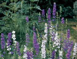 Larkspur, Delphinium, Purple, White
Garden Design
Calimesa, CA