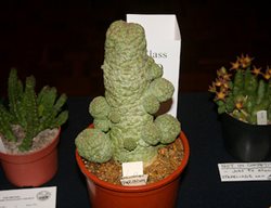 Larryleachia
Garden Design
Calimesa, CA