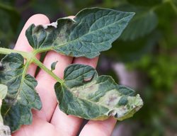 Late Blight Tomato Leaf, Tomato With Late Blight
Shutterstock.com
New York, NY