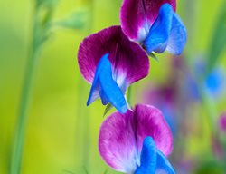 Lathyrus Odoratus ‘matucana’ (sweet Pea)
Garden Crossings
Zeeland, MI