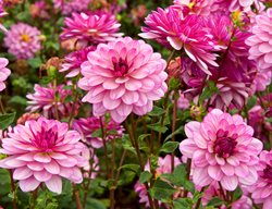 Lauren Michelle Dahlia, Dahlia Flower, Pink Dahlia
Garden Design
Calimesa, CA