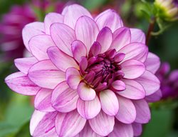 Lauren Michelle Dahlia, Light Purple Flower, Waterlily Dahlia
Garden Design
Calimesa, CA