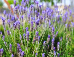 Lavandula Dentate, French Lavender
Garden Design
Calimesa, CA