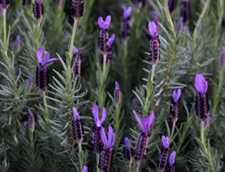 Lavandula Stoechas
Shutterstock.com
New York, NY