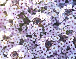 Lavender Alyssum, Blushing Princess
Proven Winners
Sycamore, IL