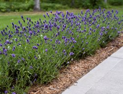 Lavender Border, Sweet Romance Lavender
Proven Winners
Sycamore, IL
