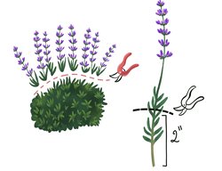 Lavender Diagraam
Garden Design
Calimesa, CA