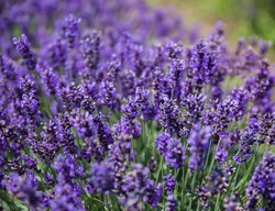 Lavender Growing In Field
Shutterstock.com
New York, NY