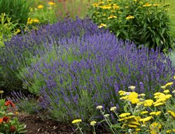 Lavender, Hidcote
Ball Horticultural Company
Chicago, IL