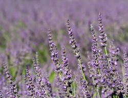 Lavender Hybrid, Lavandin, Lavandula Intermedia
Garden Design
Calimesa, CA