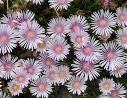 Lavender Ice Iceplant, Delosperma Hybrid
Shutterstock.com
New York, NY