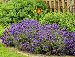 Lavender In Garden, Sweet Romance Lavender
Proven Winners
Sycamore, IL
