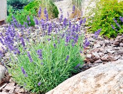 Lavender In Rock Garden
Shutterstock.com
New York, NY