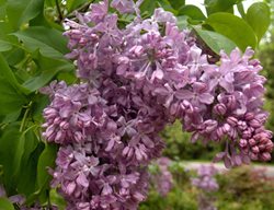 Lavender Lady Lilac, Syringa Vulgaris, Purple Flower
Millette Photomedia
