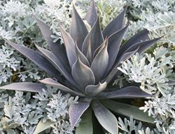 'lavender Lady' Mangave With Artemesia
Proven Winners
Sycamore, IL