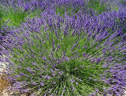 Lavender, Lavandula, Herb
Pixabay
