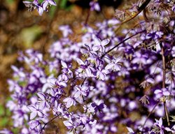 Lavender Mist Meadow Rue
Shutterstock.com
New York, NY