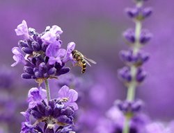Lavender, Munstead
Garden Design
Calimesa, CA