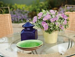 Lavender Petunias On Table, Supertunia Blue Skies
Proven Winners
Sycamore, IL