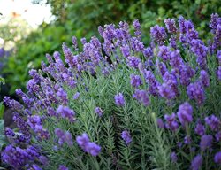 Lavender, Phenomenal
Garden Design
Calimesa, CA