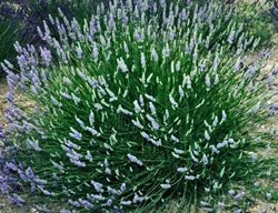Lavender, Provence
Garden Design
Calimesa, CA