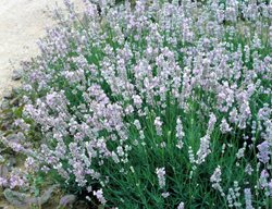 Lavender Provence, Lavandin Cultivar
Garden Design
Calimesa, CA