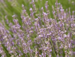 Lavender Provence, Lavender Hybrid
Monrovia
Azusa, CA