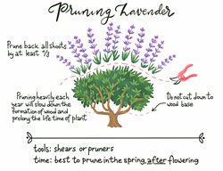 Lavender Pruning Diagram
Garden Design
Calimesa, CA
