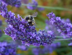 Lavender With Bee, English Lavender, Pollinator Plant
Shutterstock.com
New York, NY