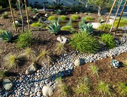 Lawn-Free Garden, Succulent Garden
Theodore Payne Foundation
Sun Valley, CA
