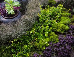 Layered Hedges, Matte Black Pot
Lillyvilla Gardens
Portland, OR