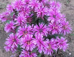 Leading Lady Orchid Bee Balm, Monarda Hybrid, Bee Balm
Walters Gardens
