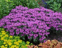 Leading Lady Plum, Purple Flowers, Pollinator Garden
Proven Winners
Sycamore, IL