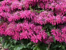 Leading Lady Razzberry Monarda, Bee Balm Flowers
Proven Winners
Sycamore, IL