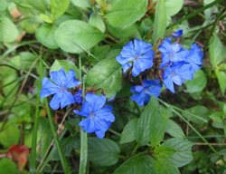 Leadwort Ground Cover, Ceratostigma Plumbaginoides
Shutterstock.com
New York, NY