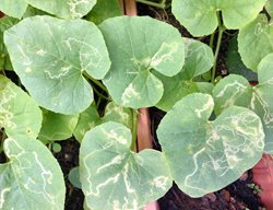 Leaf Miner Damage Watermelon Leaves
Shutterstock.com
New York, NY