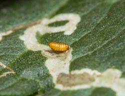 Leaf Miner, Larvae
Shutterstock.com
New York, NY
