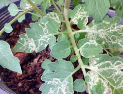 Leaf Miners In Tomato Leaves
Shutterstock.com
New York, NY