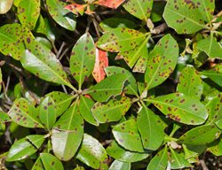 Leaf Spot Disease, Leaf Spot On Indian Hawthorn
Shutterstock.com
New York, NY