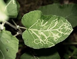 Leafminer Damage
Shutterstock.com
New York, NY