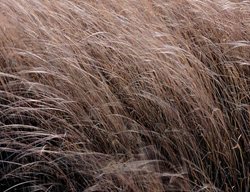 Leather Leaf Sedge, Carex Buchananii
Proven Winners
Sycamore, IL