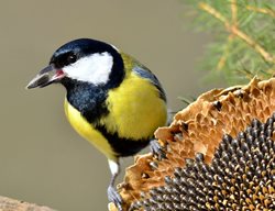 Leave A Little Snack For The Birds
Garden Design
Calimesa, CA