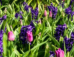 Leave Foliage On Spring-Blooming Bulbs
Garden Design
Calimesa, CA