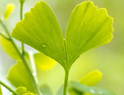 Leaves, Ginkgo
Garden Design
Calimesa, CA
